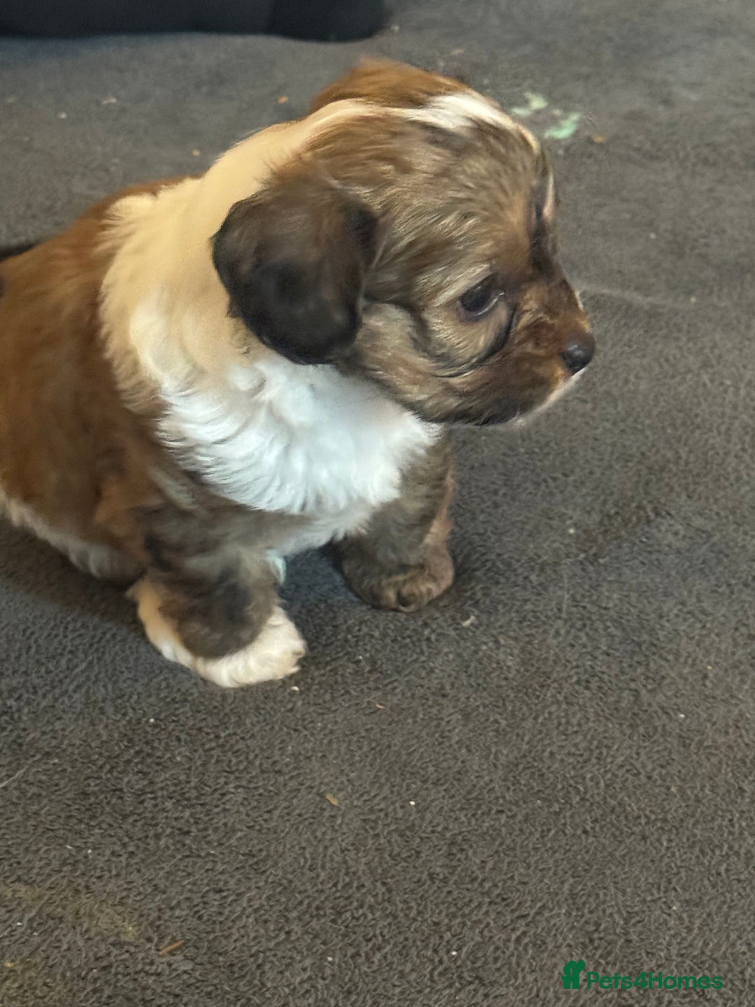 Jackapoo dogs for sale: Cavapoo x jack Russell puppies  - Image 19