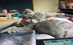 Sphynx cats for sale: House cat x sphinx kittens - Image 7