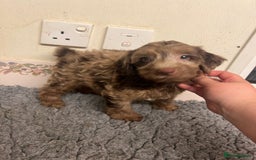 Cockapoo dogs for sale: Beautiful Chocolate and Merle F1 babies - Image 2