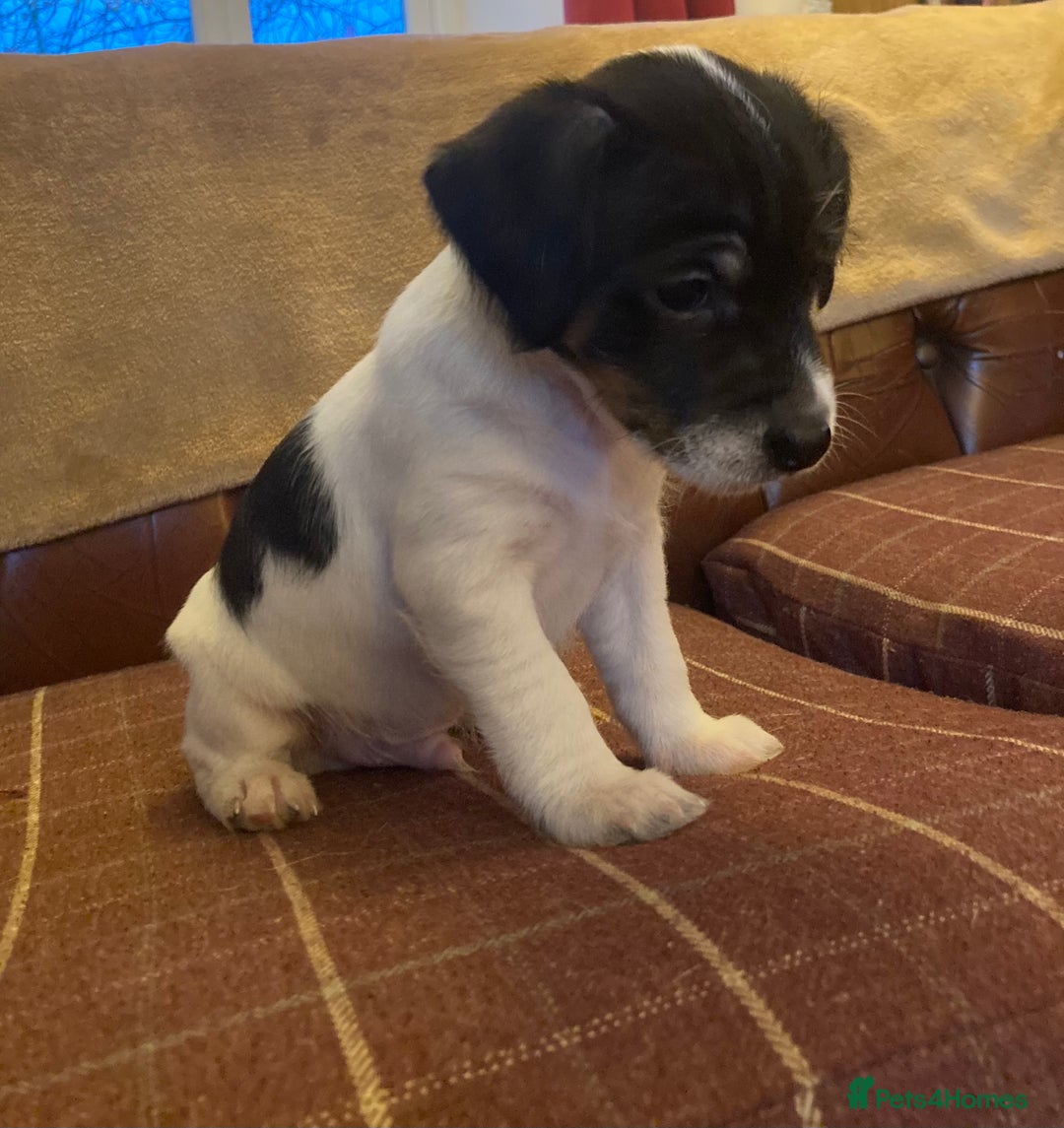 Jack Russell dogs for sale: Jack Russel pups. Two left one girl one boy - Advert 8