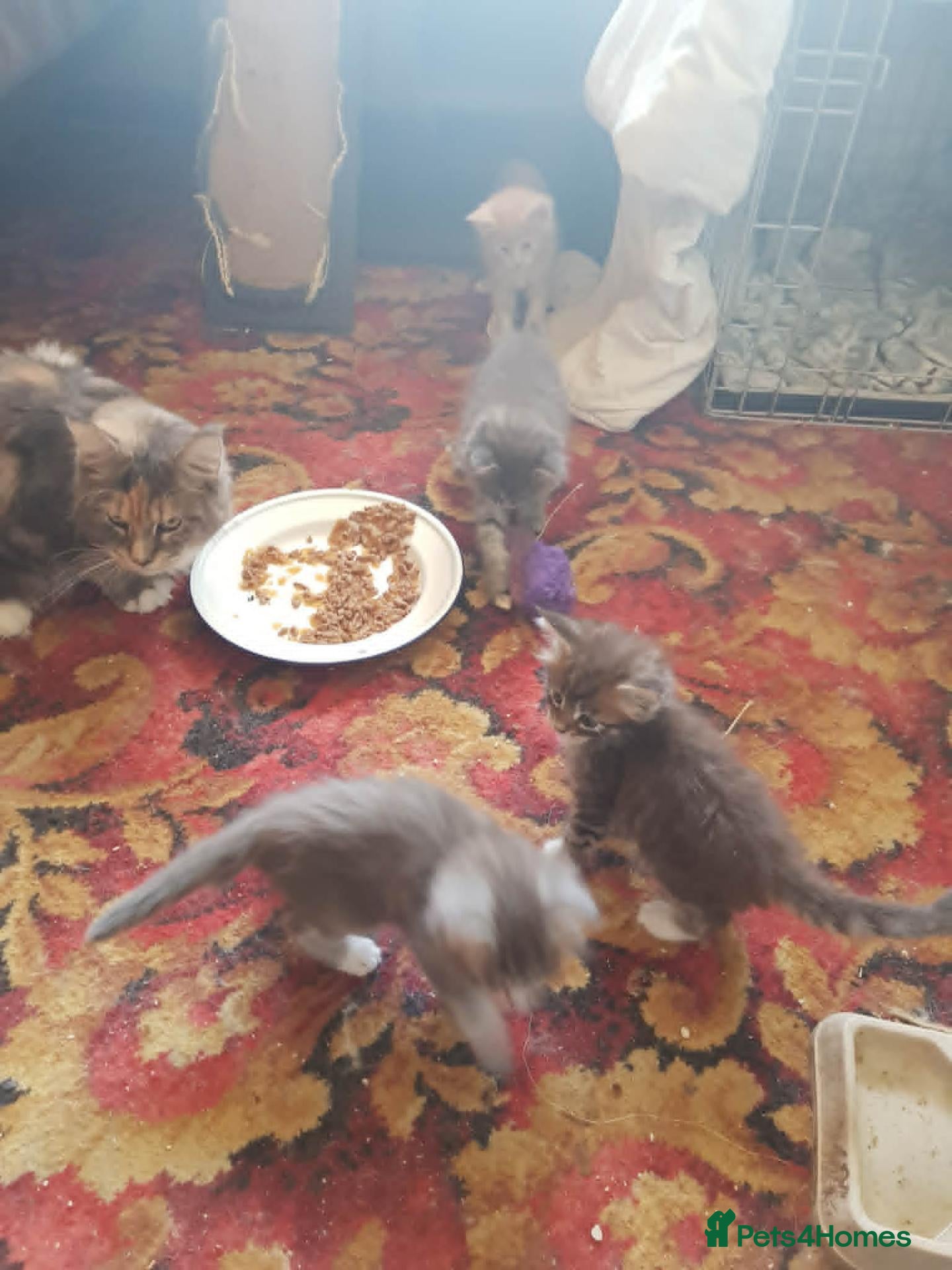 Maine Coon cats Maine Coon Kittens For Sale, 2 boys remaining - Advert 1