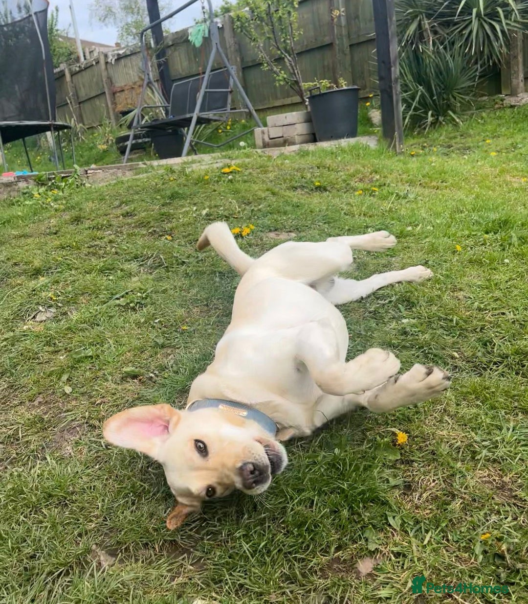 Labrador Retriever dogs for sale: Fully vaccinated chunky pedigree pups  - Advert 7