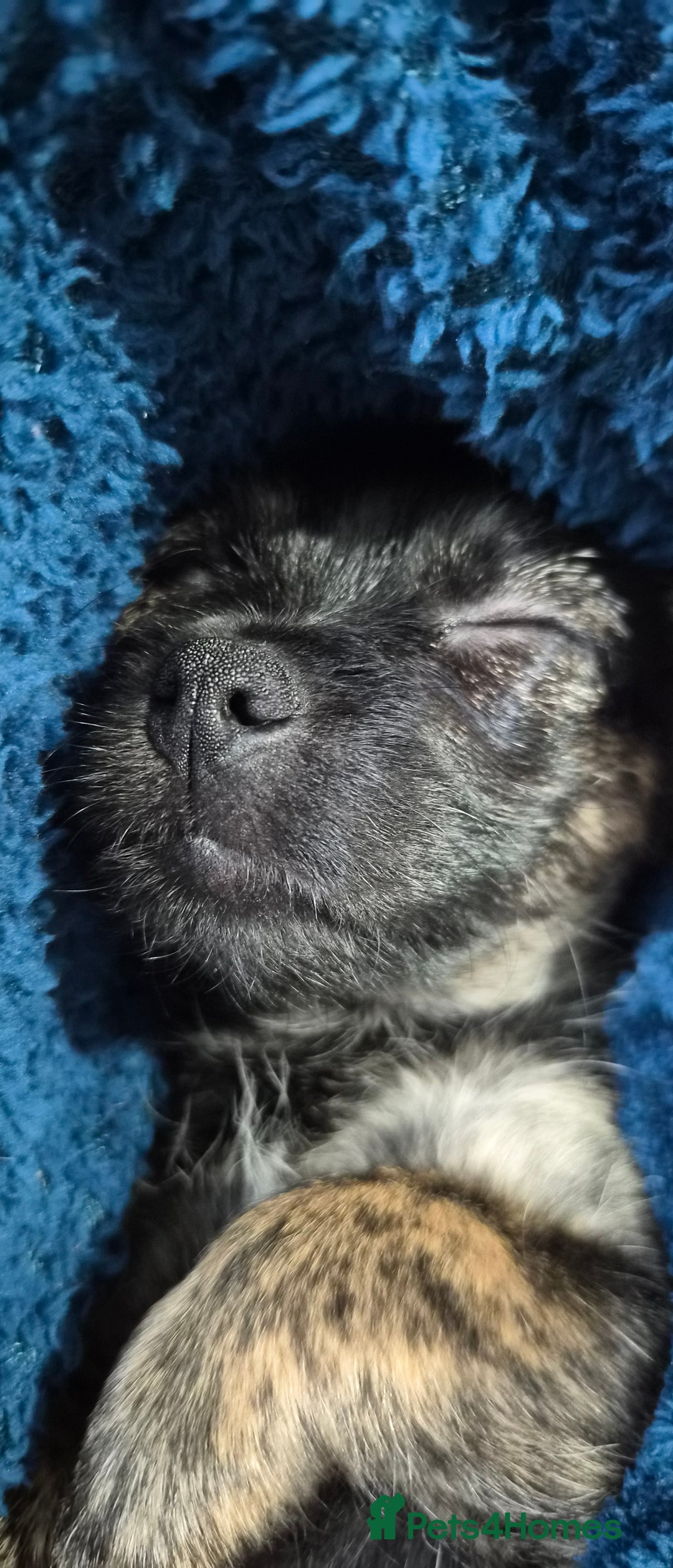 Jug dogs for sale: Little Jug puppy - Advert 8