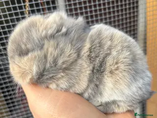 Mini Lop rabbits PURE BRED pedigreed mini lops - Advert 1