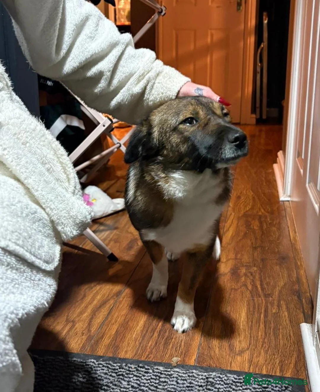 Mixed Breed dogs for adoption: BELLA -  a superb little girl, for a Loving Home - Advert 13