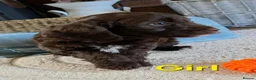 Cockapoo dogs for sale: Beautiful cockapoo puppies   - Advert 32