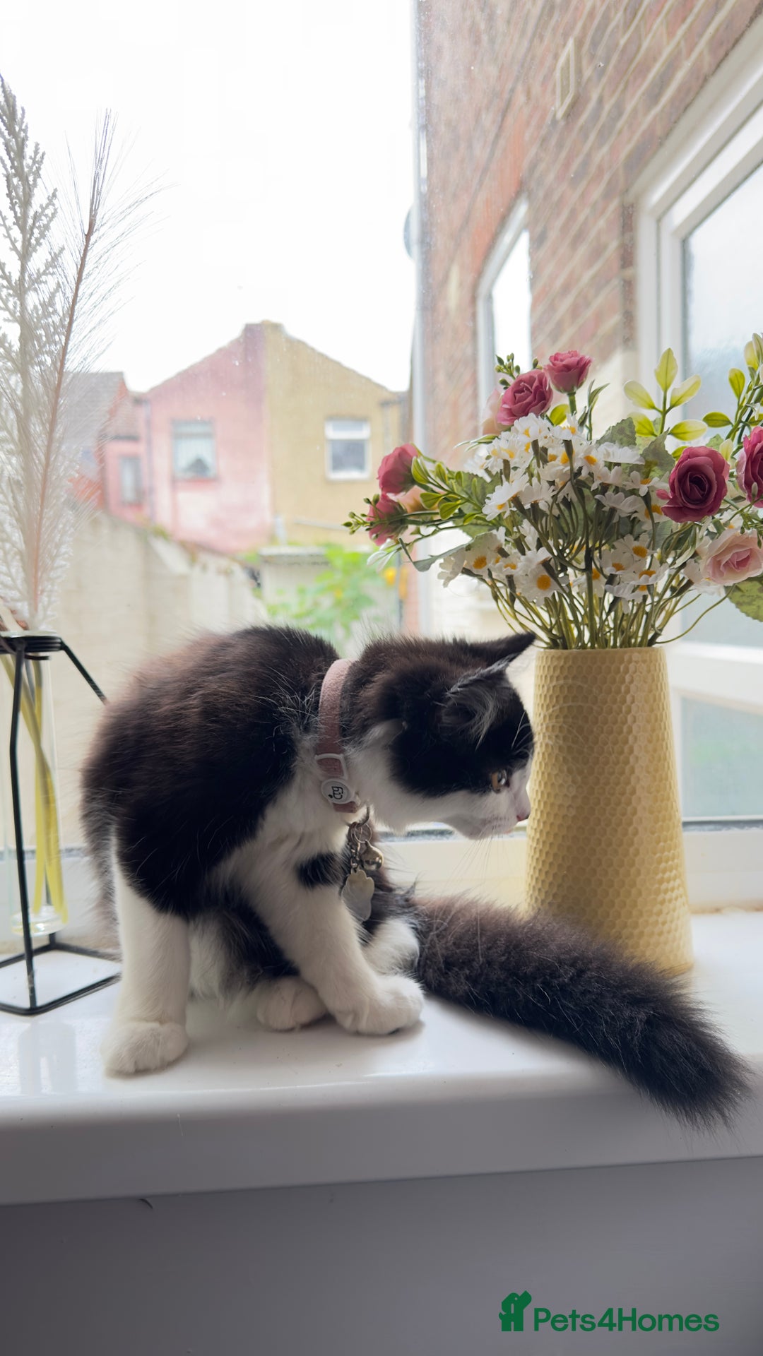 British Longhair cats for sale: Need to go asap - Image 4
