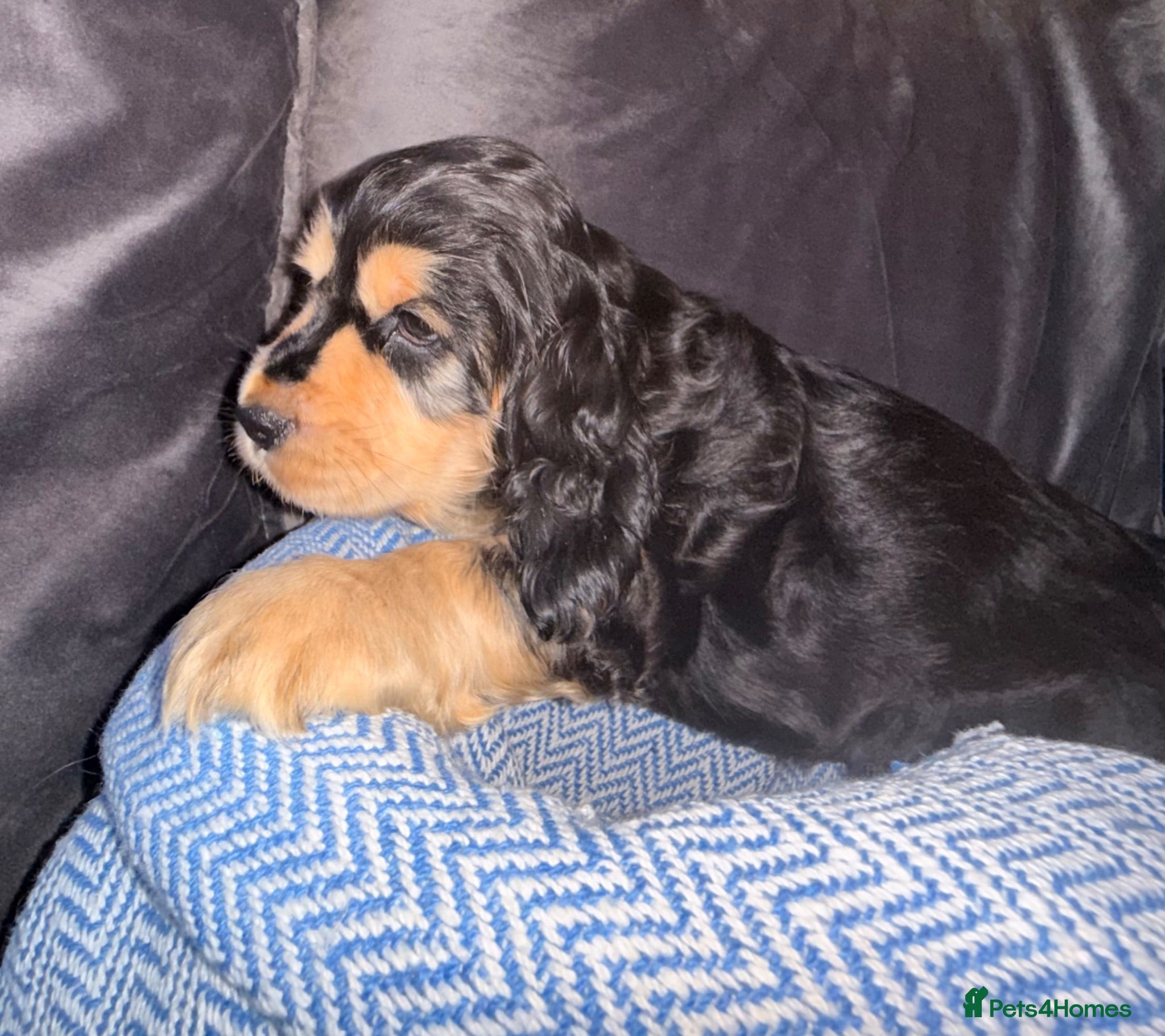 Cocker Spaniel dogs KC registered Black & Tan Sable Boy 🩵 - Advert 1
