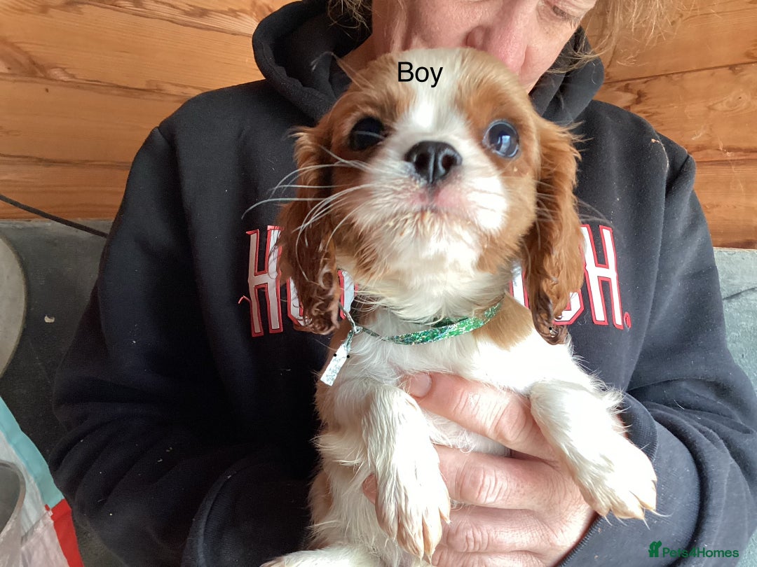 Cavalier King Charles Spaniel dogs for sale: King Charles cavalier spaniel - Image 5