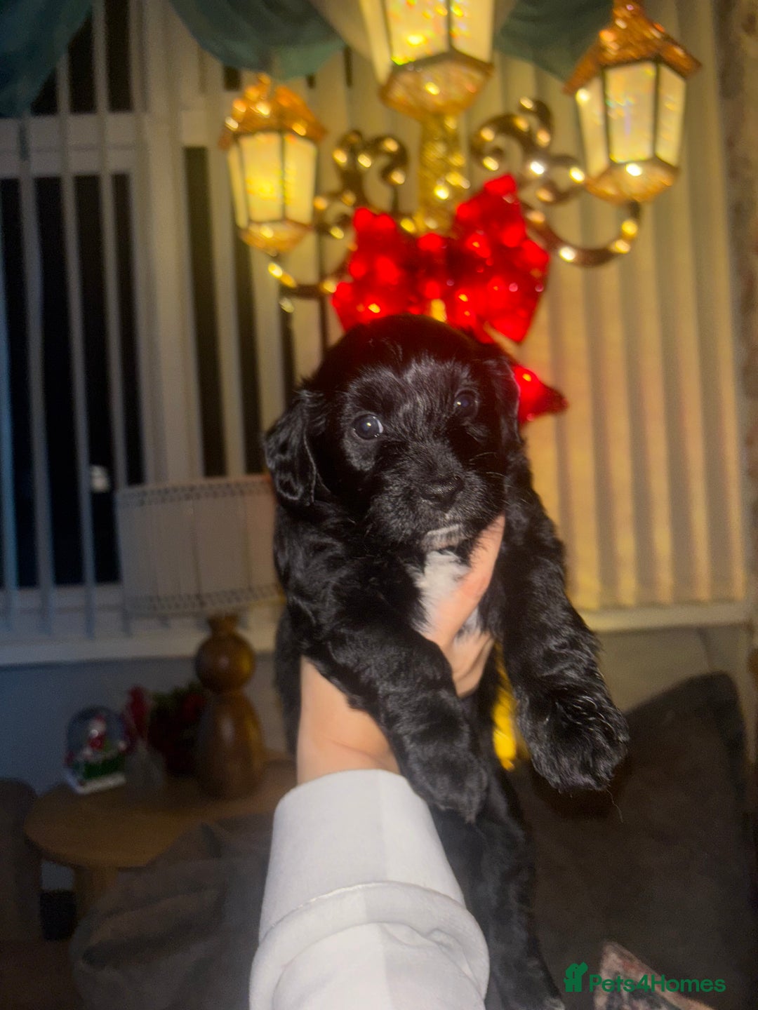 Mixed Breed dogs for sale: Cockapoochon puppies - Advert 9