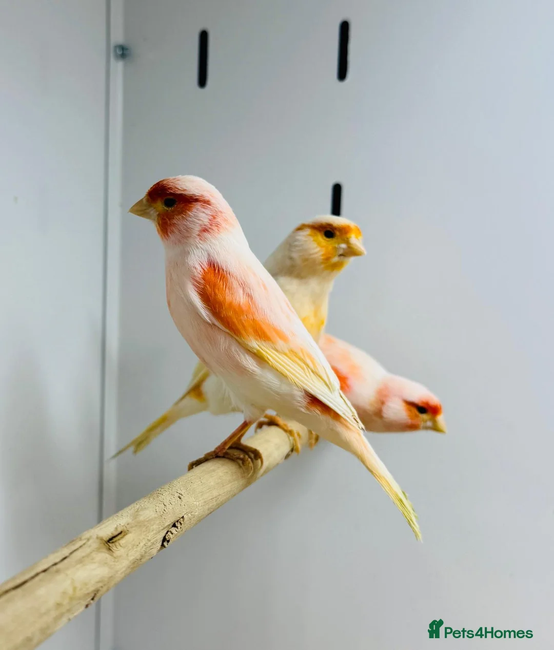 Canaries birds for sale: Red mosaic . Harlequin. Red factor - Advert 7