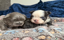 French Bulldog dogs for sale: Fluffy frenchies 🐶 - Image 2