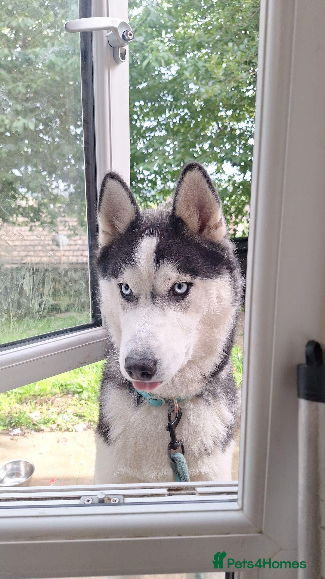 Siberian Husky dogs Siberian Husky for sale  - Advert 6