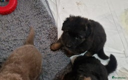 German Shepherd dogs for sale: KC REG GSD PUPPIES FULLY SCORED AND TESTED PARENTS - Image 27