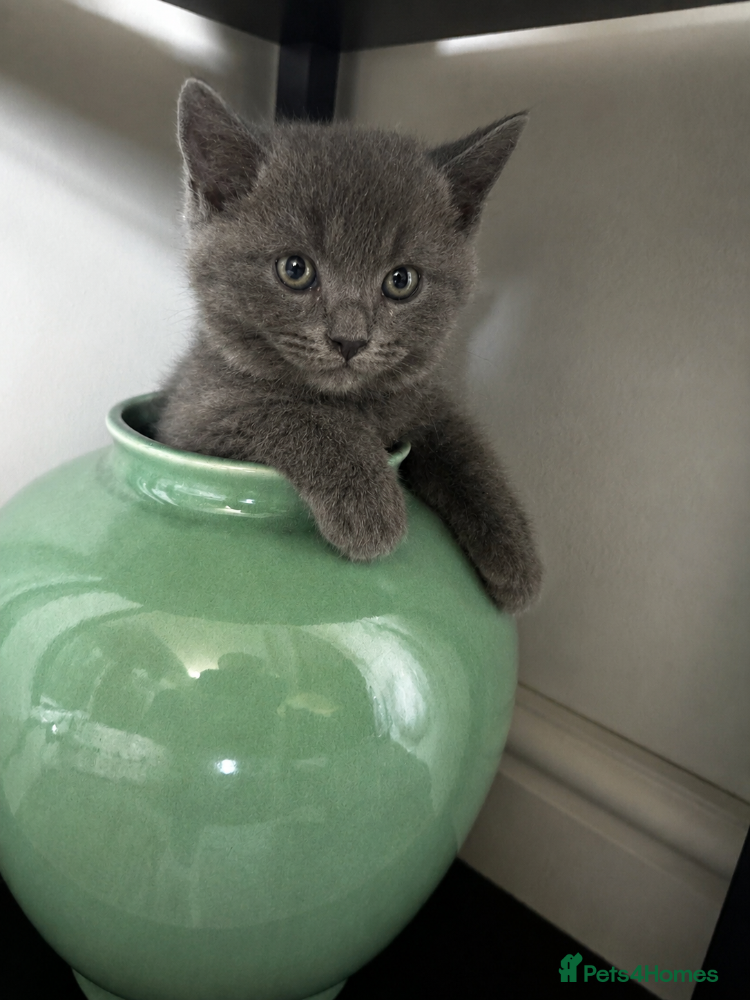 British Shorthair cats British blue kittens - Advert 1