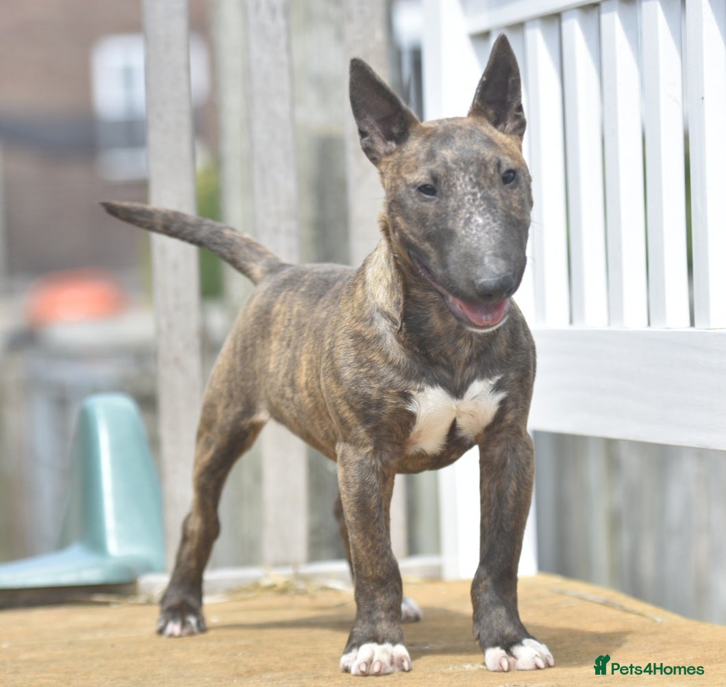 Miniature Bull terrier dogs Male miniature english bull terrier - Advert 4