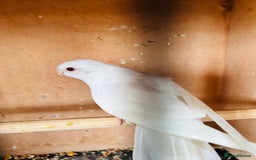 Parakeets birds for sale: Pair of albino red rump parrot for sale  - Image 6