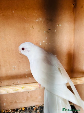Parakeets birds - Advert 4