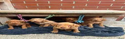 Hungarian Vizsla dogs for sale: Wire haired Hungarian Vizsla pups - Advert 1