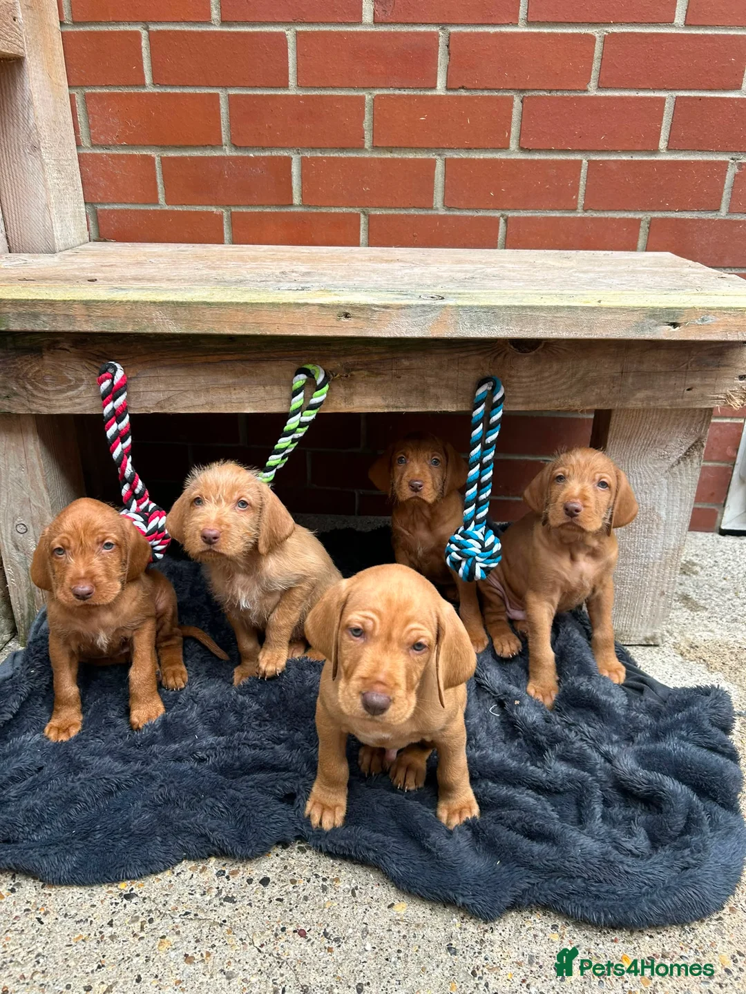 Hungarian Vizsla dogs for sale: Wire haired Hungarian Vizsla pups - Advert 1