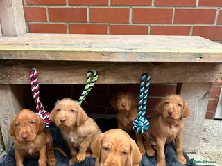 Hungarian Vizsla dogs Wire haired Hungarian Vizsla pups - Advert 14