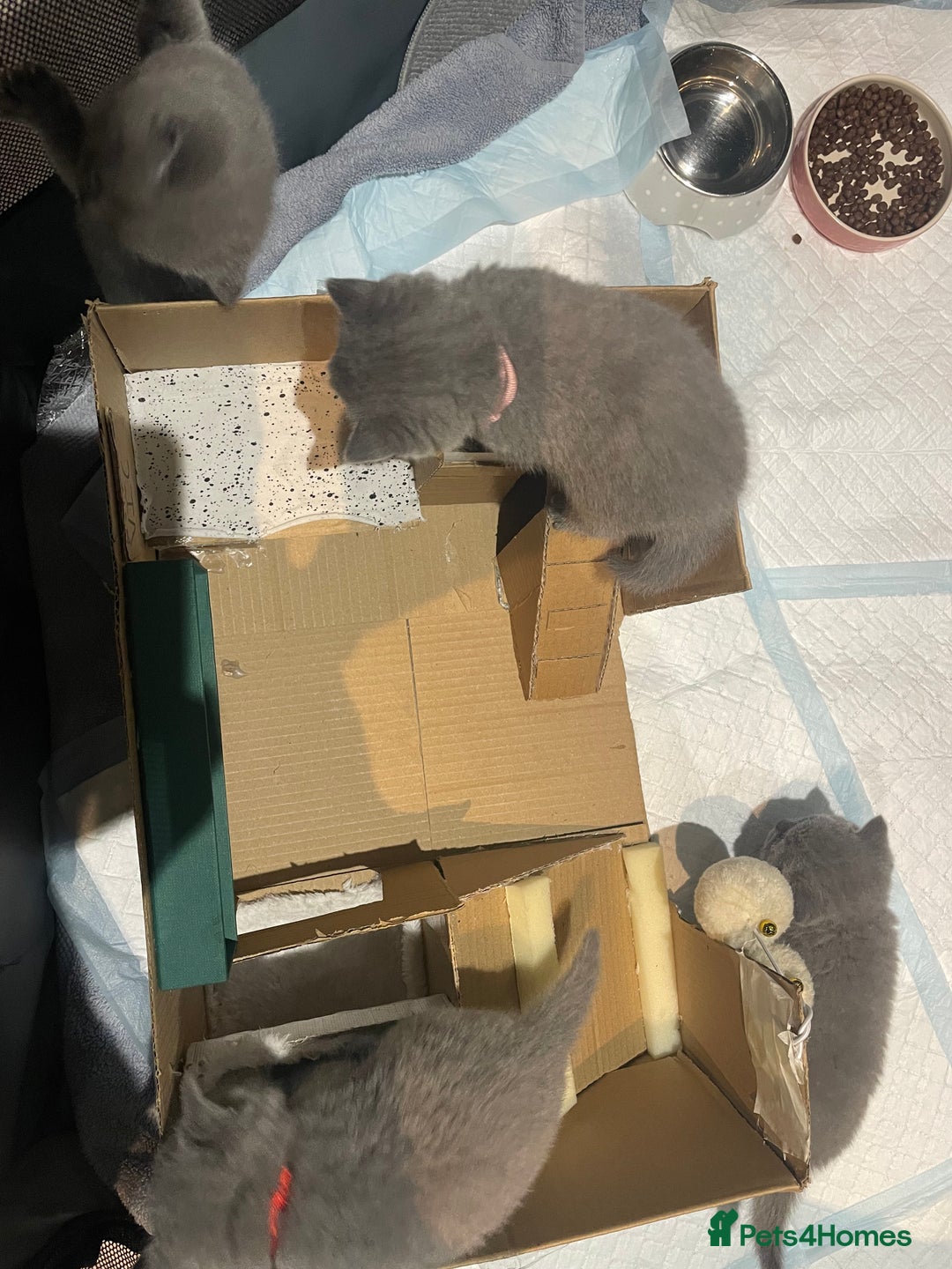 British Shorthair cats for sale: 💕Pure BSH Kittens – Family Raised, Ready December - Image 20