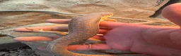 Skink reptiles for sale: Berber Skink in Margate - Advert 4