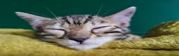 Bengal cats for sale: Bengal Males in Craven Arms - Advert 6