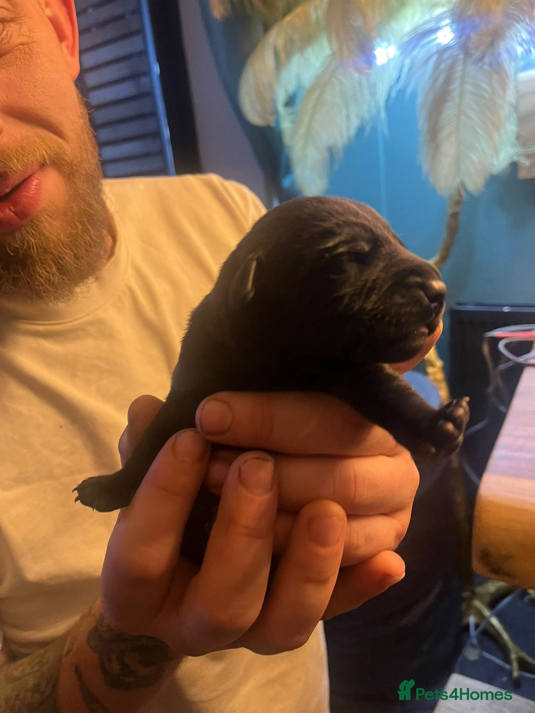 Mixed Breed dogs for sale: Blue staff x Black labrador puppies  - Advert 16