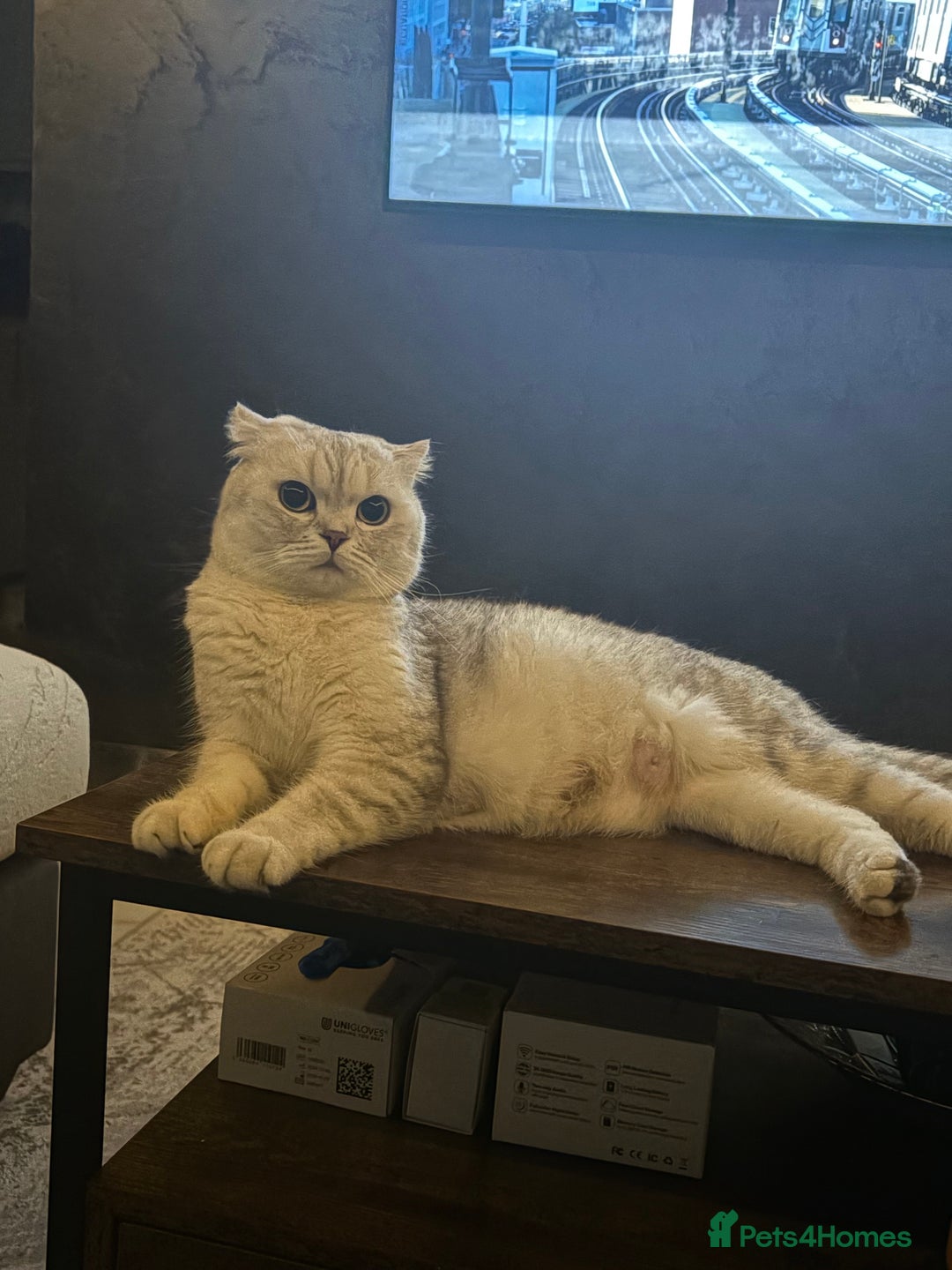 Scottish Fold cats for sale: Last Scottish Fold left - Advert 3