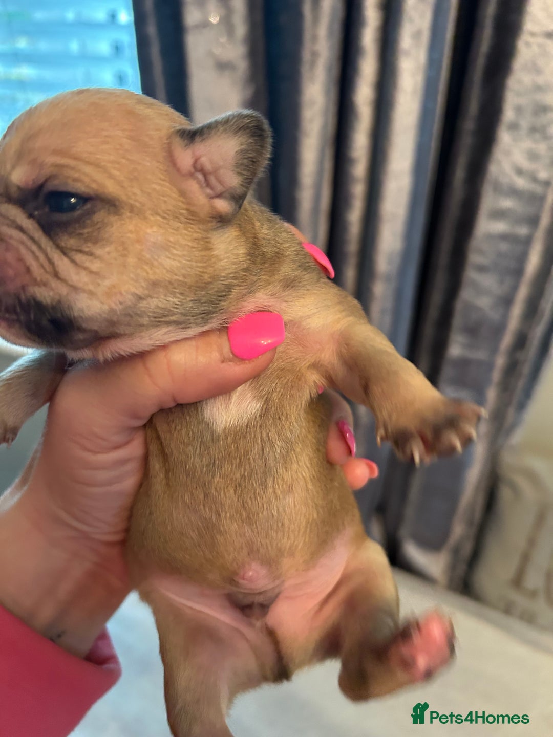 Mixed Breed dogs for sale: French bulldog x American bulldog  - Image 7