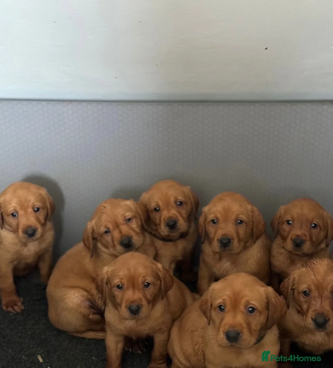 Labrador Retriever dogs for sale: Fox red Labrador pups - Advert 10