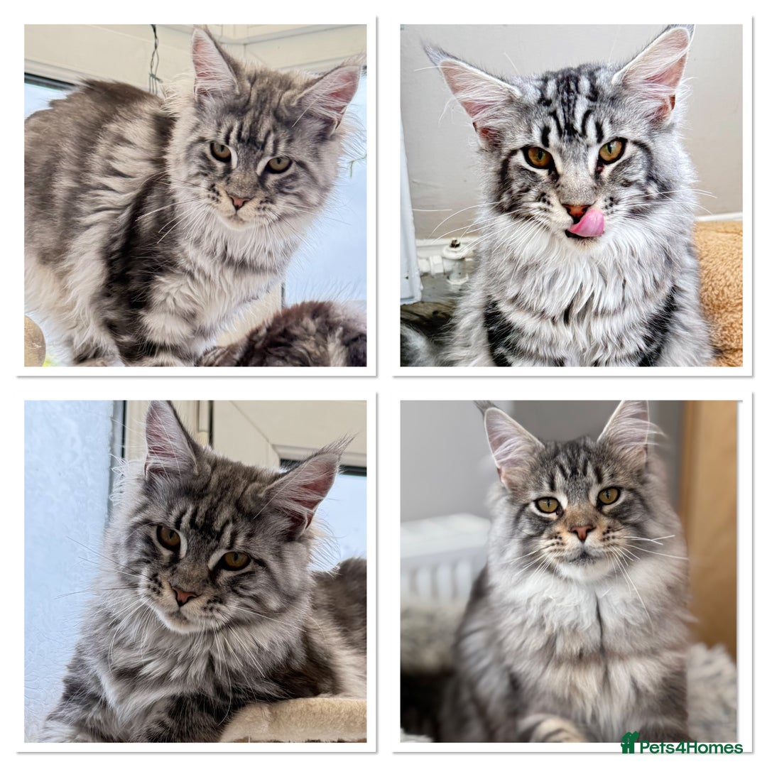 Maine Coon cats for sale: WE MAY SELL ACTIVE Top quality Maine coon kittens - Advert 30