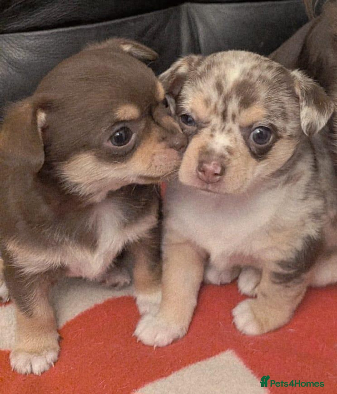 Chihuahua dogs for sale: Two amazing boys - Advert 2