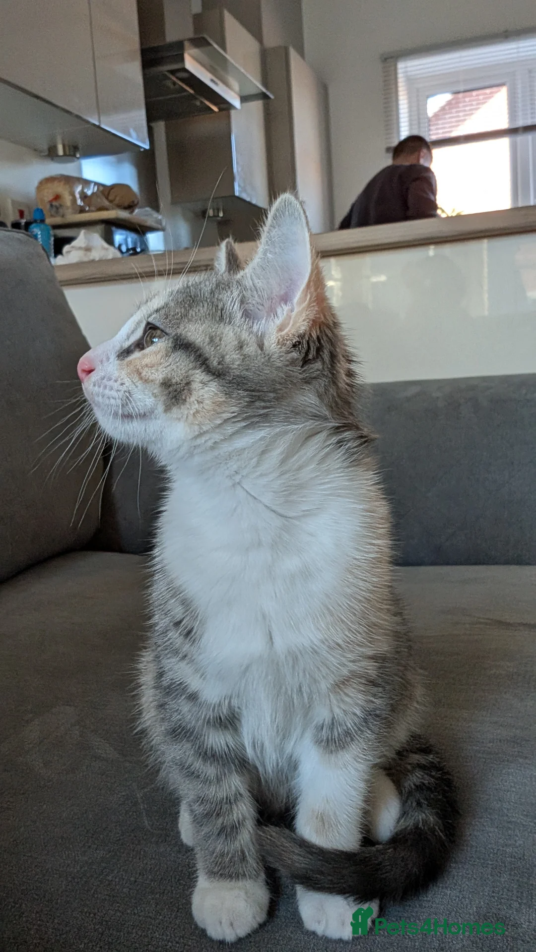 Mixed Breed cats for sale: Kitten for sale  in Chelmsford - Advert 4