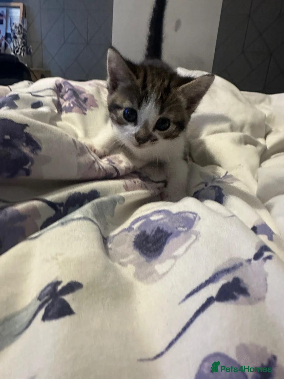 Mixed Breed cats for sale: Kittens  in Northampton - Advert 5