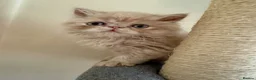 Persian cats for sale: GCCF registered cream Persians 💙 - Advert 17