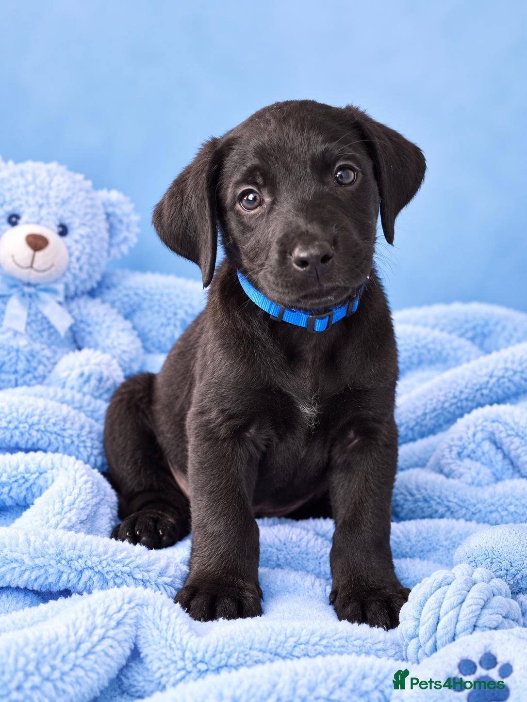 Labrador Retriever dogs READY TO LEAVE KC registered Labrador retrievers - Advert 2