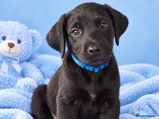 Labrador Retriever dogs READY TO LEAVE KC registered Labrador retrievers - Advert 2