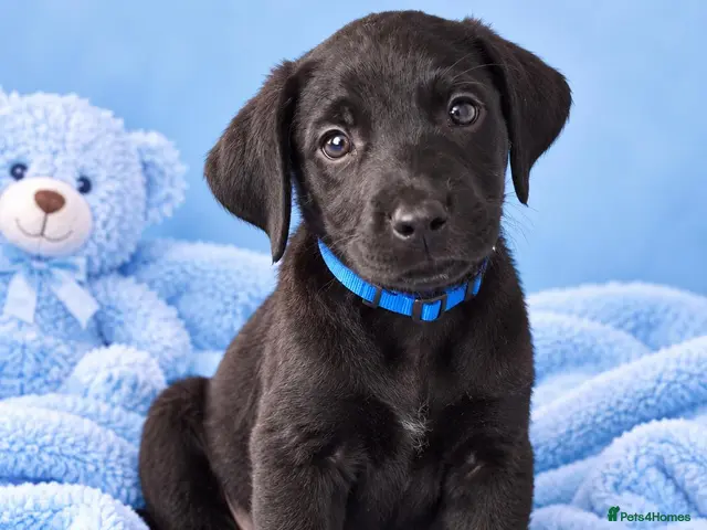 Labrador Retriever dogs READY TO LEAVE KC registered Labrador retrievers - Advert 1