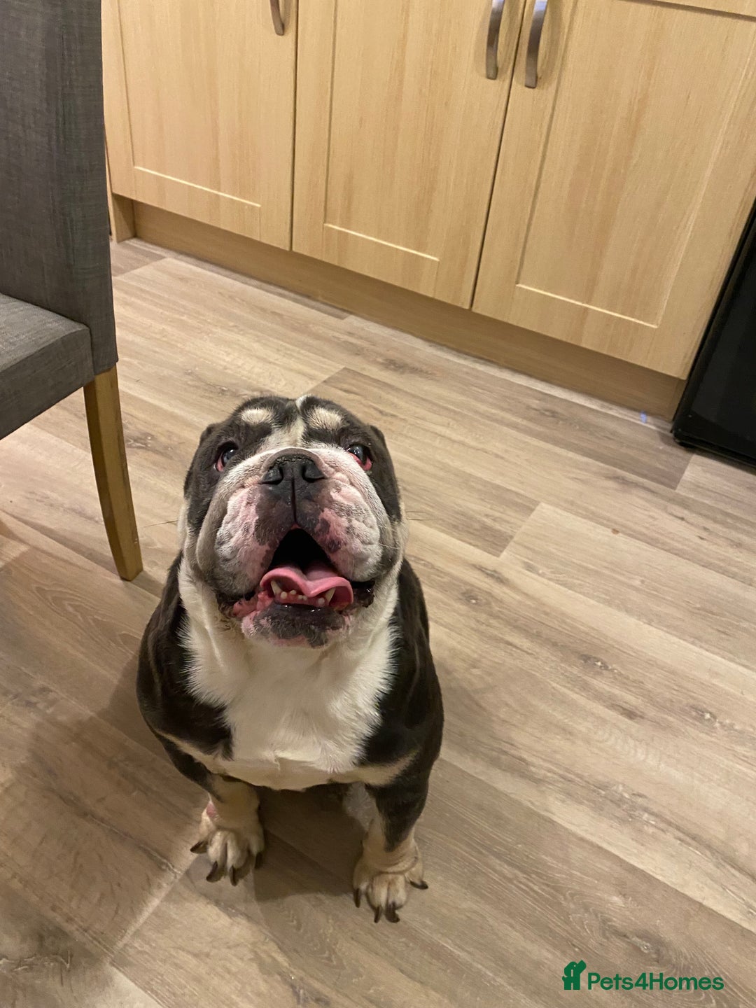 English Bulldog dogs for sale: English bulldog  - Advert 3