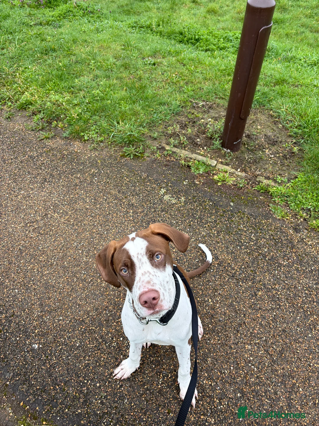 Mixed Breed dogs for sale: Rocco 9mo in Milton Keynes - Advert 1