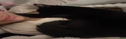 Mixed Breed cats for sale: 5 month Beautiful Black Cat  in Leicester - Advert 5
