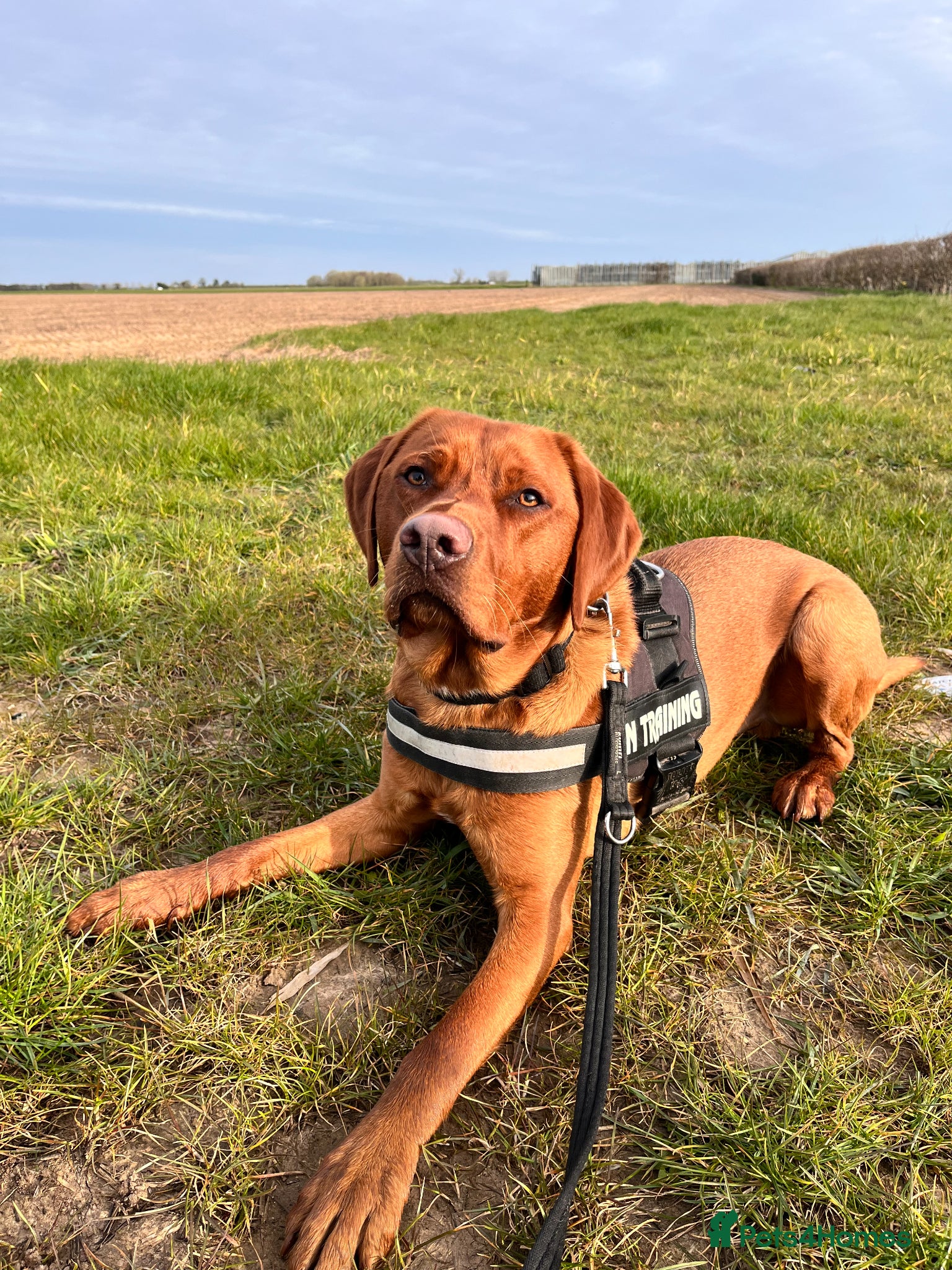 Labrador Retriever dogs 15 Month old Fox Red Male Labrador - Advert 4