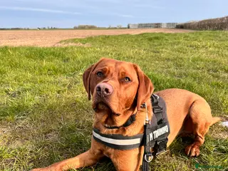 Labrador Retriever dogs 15 Month old Fox Red Male Labrador - Advert 4