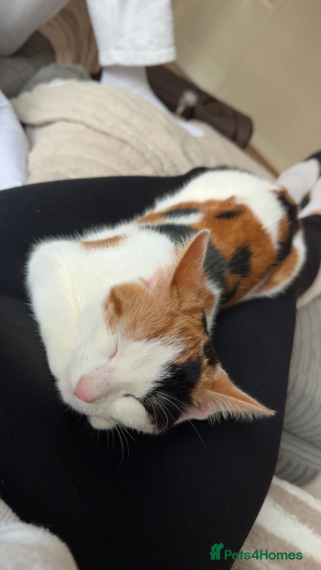 Domestic Shorthair cats for sale: 10 month old Calico Kitten - Advert 5