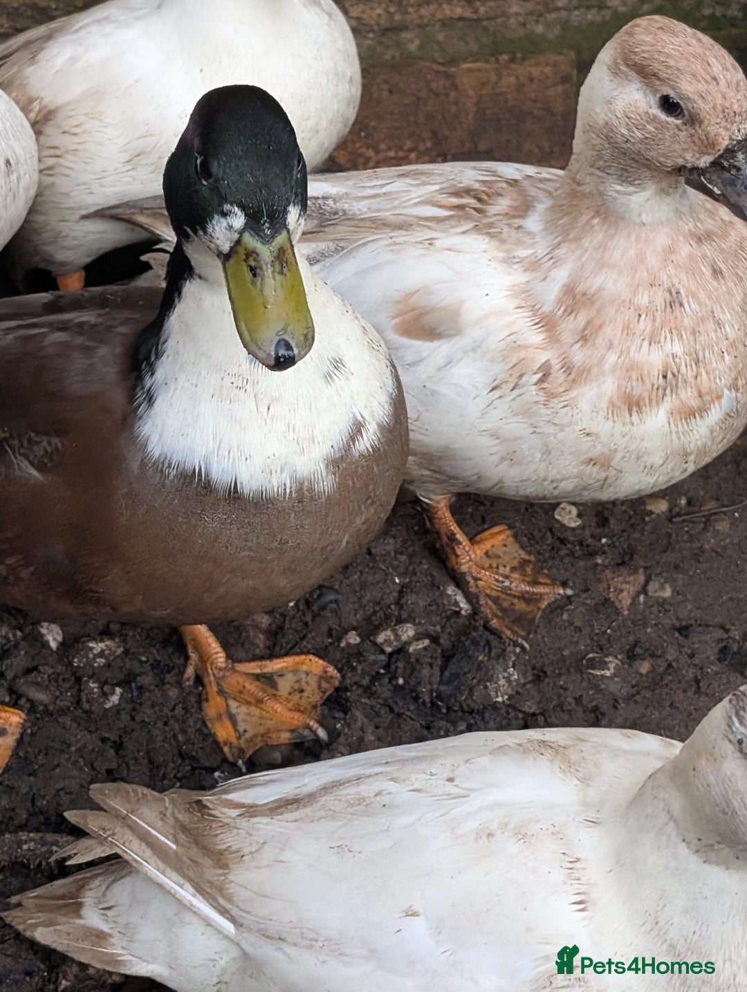 Ducks poultry for sale: Cull ducks, cock golden pheasant  - Advert 2