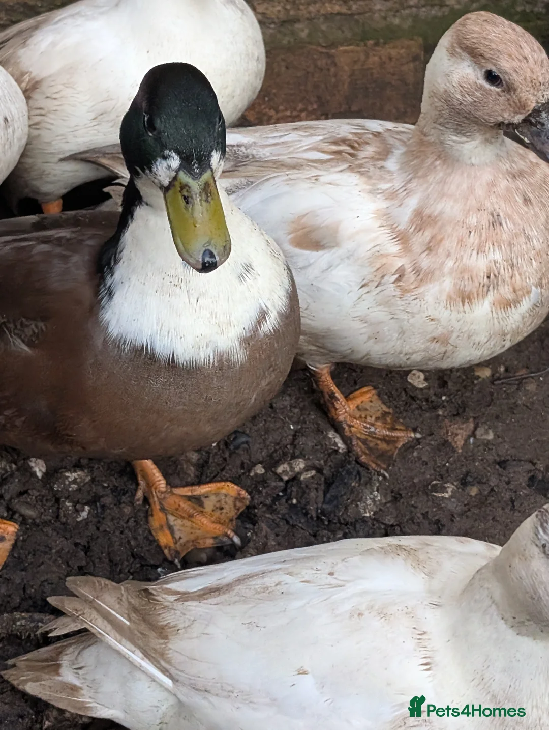 Ducks poultry for sale: Cull ducks, cock golden pheasant  - Advert 2