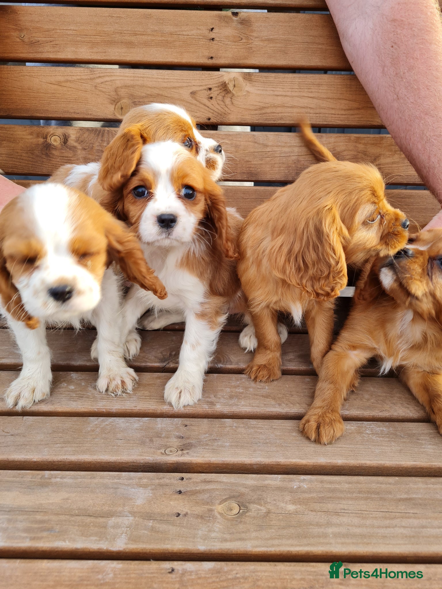 Cavalier King Charles Spaniel dogs for sale: Exquisite cavalier spaniel puppies  - Advert 1