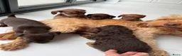 Mixed Breed dogs for sale: 5 Beautiful Chocolate brown & Tan Puppies  in Egham - Advert 24